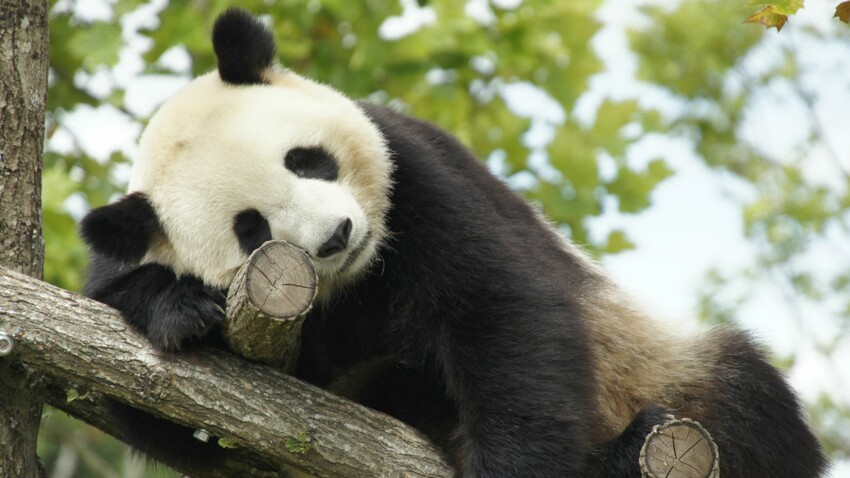 Bientot Un Bebe Panda En France Femme Actuelle Le Mag