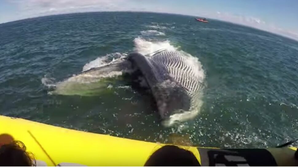 Vidéo : une immense baleine se rue sur un bateau de touristes