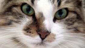 Olive Le Chat Mascotte De Bercy Est Mort Les Employes Du Ministere Partagent Leur Tristesse Femme Actuelle Le Mag