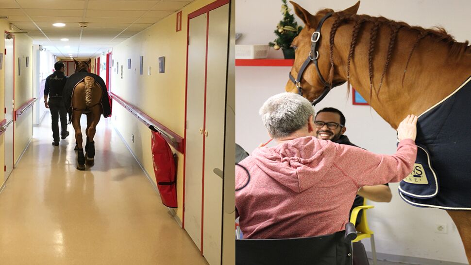 Un cheval visite à l’hôpital des malades d’Alzheimer