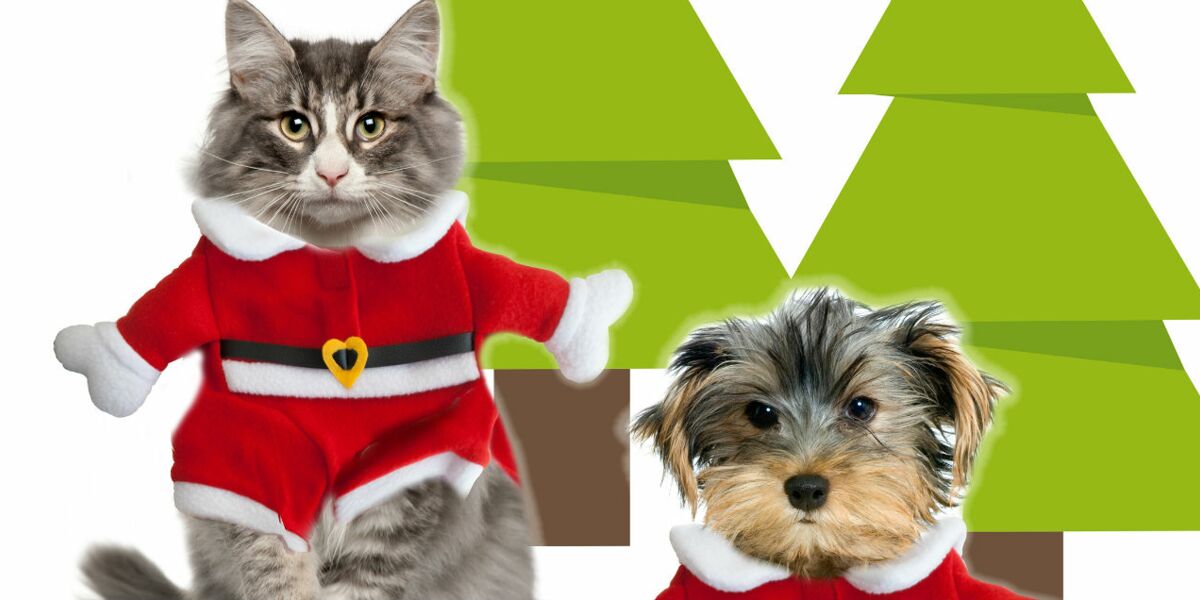 Chien Et Chat En Pere Noel Femme Actuelle Le Mag