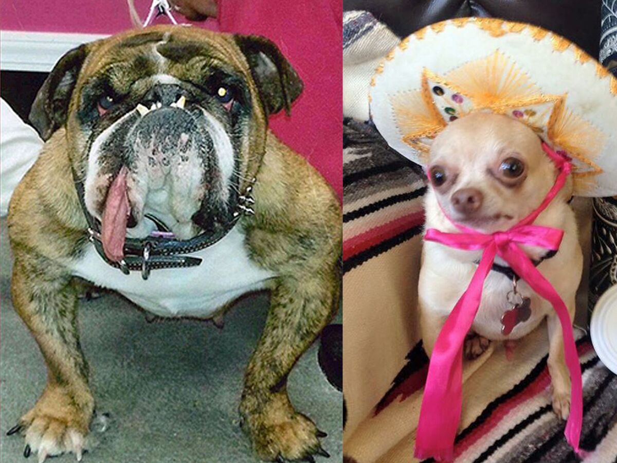 Bulldog Anglais Le Plus Vieux Du Monde