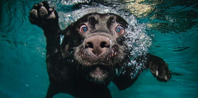 Quand les chiens s’éclatent sous l’eau, quel spectacle !