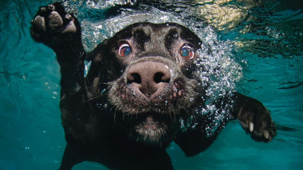 Quand les chiens s’éclatent sous l’eau, quel spectacle !