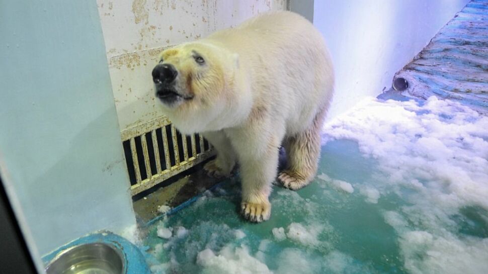 Sauvez Pizza, l'ours polaire "le plus triste du monde"