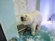 Sauvez Pizza, l'ours polaire "le plus triste du monde"
