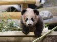 La chute impressionnante du bébé panda de Beauval