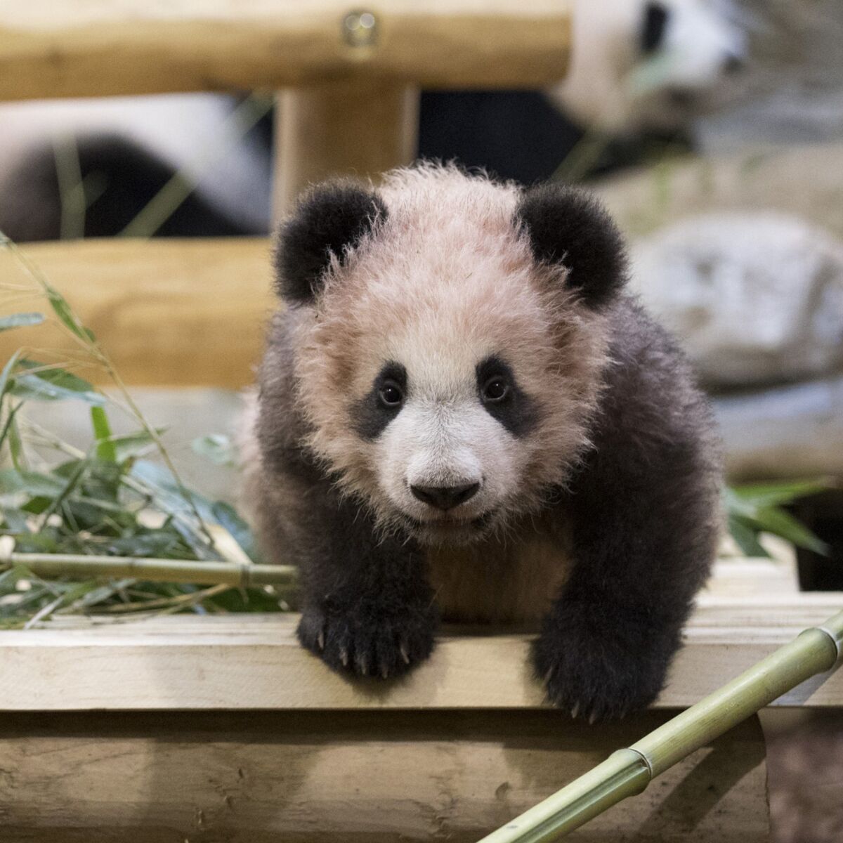 La Chute Impressionnante Du Bebe Panda De Beauval Femme Actuelle Le Mag