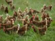 Cocorette : l’élevage des poules heureuses !