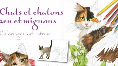 Chat Stresse Faites Lui Ecouter De La Musique Femme Actuelle Le Mag Chat Stresse Faites Lui Ecouter De La Musique Femme Actuelle Le Mag