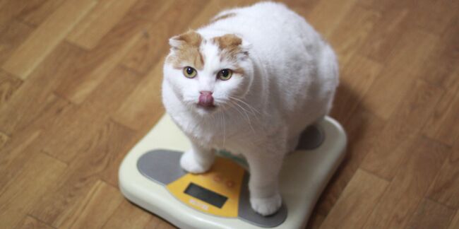 Comment faire maigrir facilement un chat ou un chien en surpoids