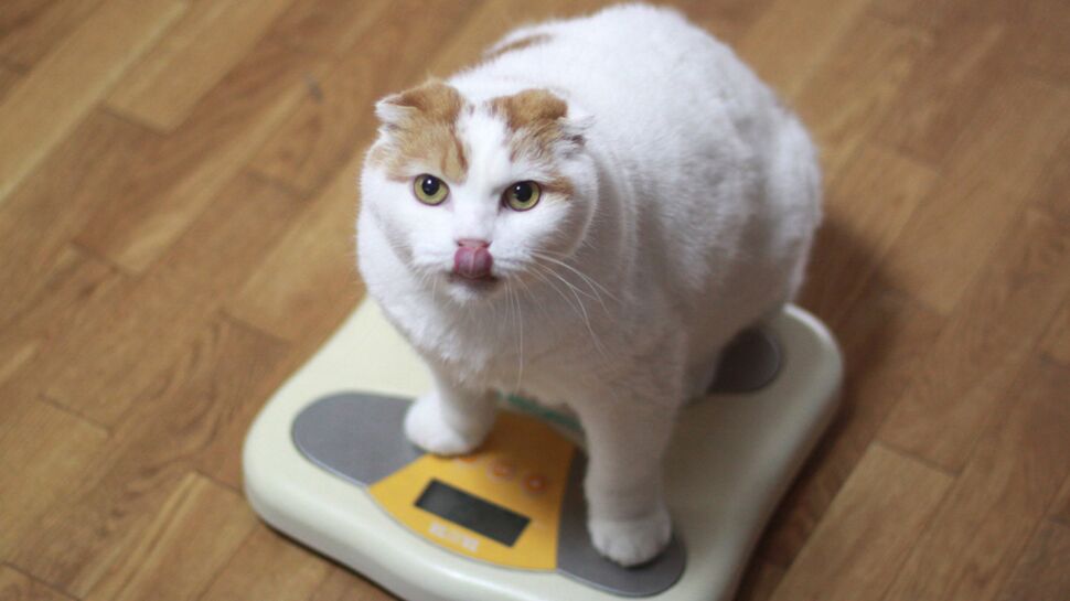 Comment faire maigrir facilement un chat ou un chien en surpoids