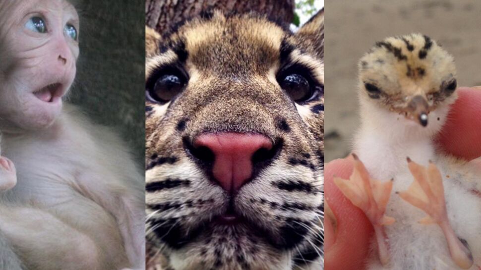 #Cuteoff : le hashtag des animaux rares et (très) mignons