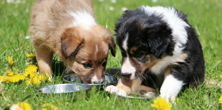 Useful pornonanimaux topic Join told pornonanimaux