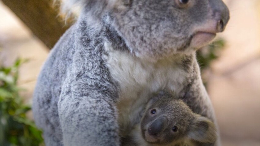 Video Decouvrez Tinaroo Le Bebe Koala Ne Au Zoo De Beauval Femme Actuelle Le Mag