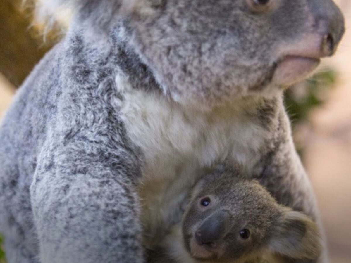 Video Decouvrez Tinaroo Le Bebe Koala Ne Au Zoo De Beauval Femme Actuelle Le Mag