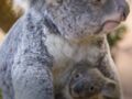 VIDÉO - Découvrez Tinaroo, le bébé Koala né au Zoo de Beauval