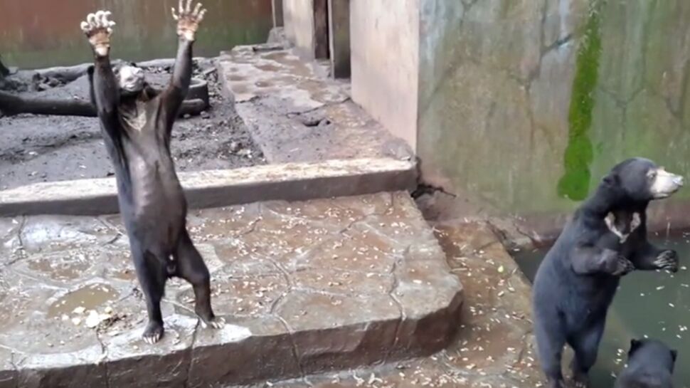 VIDEO – Des ours affamés, en captivité dans un zoo indonésien