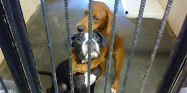 Deux chiens échappent à l’euthanasie grâce à une photo postée sur Facebook