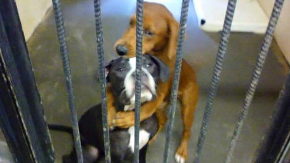Deux chiens échappent à l’euthanasie grâce à une photo postée sur Facebook