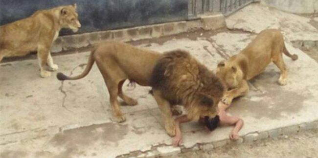 Deux lions abattus pour sauver un suicidaire