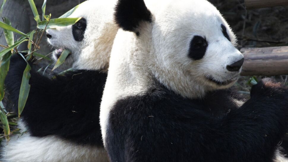 Deux pandas sont arrivés au ZooParc de Beauval