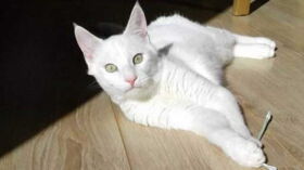 Une Nouvelle Espece De Chat Renard Decouverte En Corse Femme Actuelle Le Mag