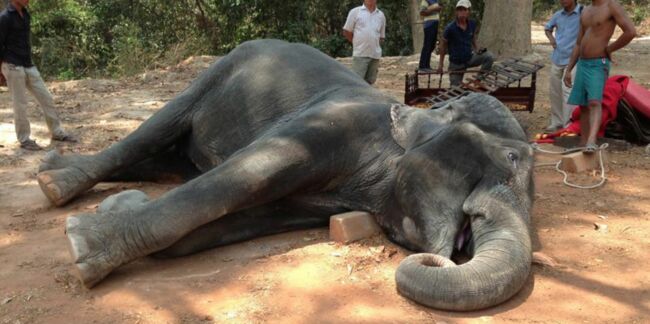 Epuisé, un éléphant meurt en transportant des touristes au Cambodge