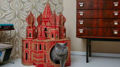 Une Nouvelle Espece De Chat Renard Decouverte En Corse Femme Actuelle Le Mag