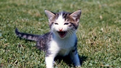 Nourriture Pour Chat Faut Il Passer Au Cru Femme Actuelle Le Mag