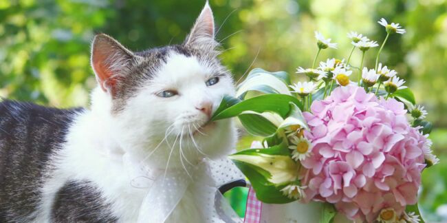 Journée internationale du chat : 21% de leurs propriétaires les considèrent comme leur "premier enfant"