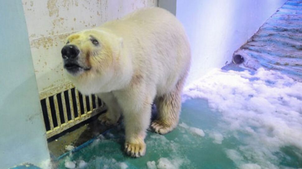 L'ours le plus triste du monde quitte sa prison