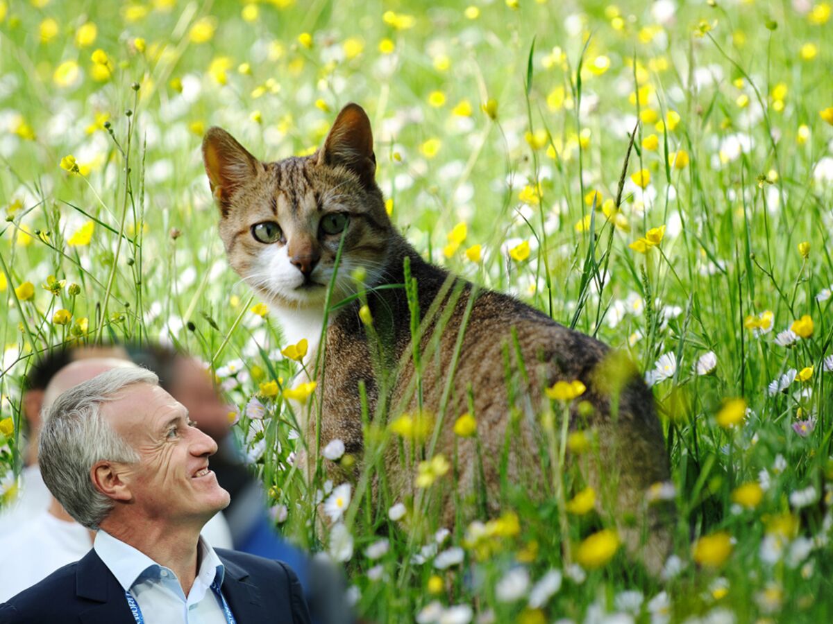 La chatte à Deschamps : pourquoi un tel phénomène ? : Femme Actuelle Le MAG