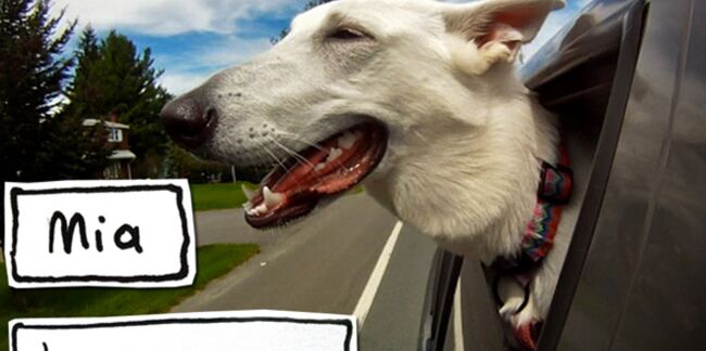 Buzz : la vidéo "Dogs in car"