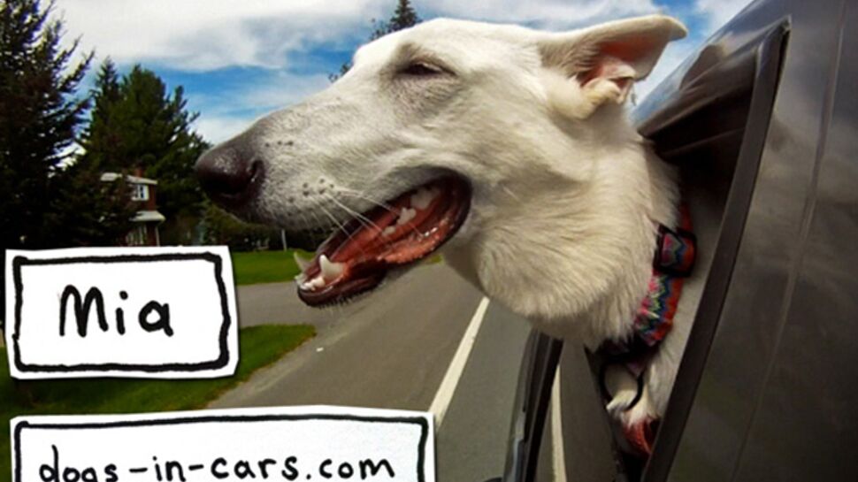 Buzz : la vidéo "Dogs in car"