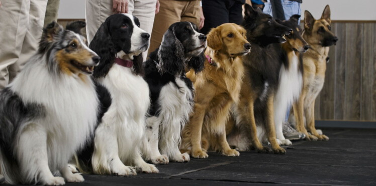 La Ville De Metz Organise Le Championnat De France Des