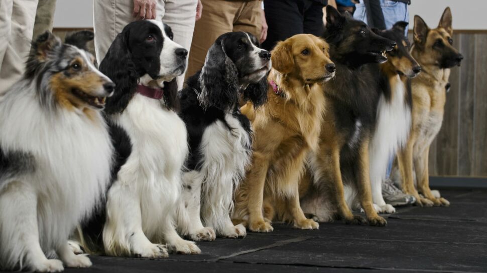 La ville de Metz organise le championnat de France des chiens de race