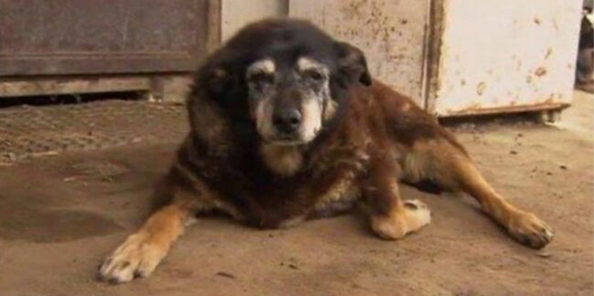 Le chien le plus vieux du monde s'est éteint à l'âge de 30 ans
