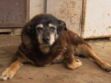 Le chien le plus vieux du monde s'est éteint à l'âge de 30 ans