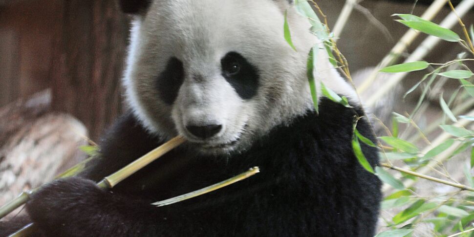 Quand il fait chaud, les pandas dégustent des glaces au zoo de Beauval !