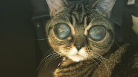 Chats Des Chiffres Incroyables Femme Actuelle Le Mag