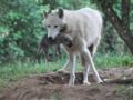 Naissance de 5 bébés loups Arctiques à Planète Sauvage