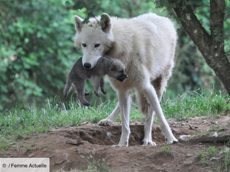 naissance de 5 bébés loups arctiques à planète sauvage femme actuelle