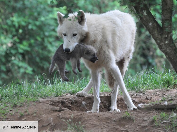 Naissance de 5 b b s loups Arctiques Plan te Sauvage Femme