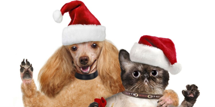 Les animaux abandonnés ont droit à leur Noël Femme