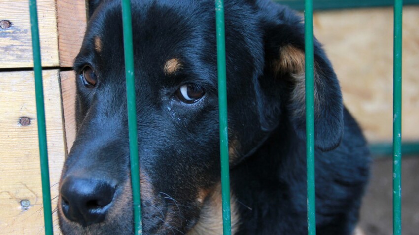 Une Nouvelle Chance pour les chiens abandonnés : Femme Actuelle Le MAG