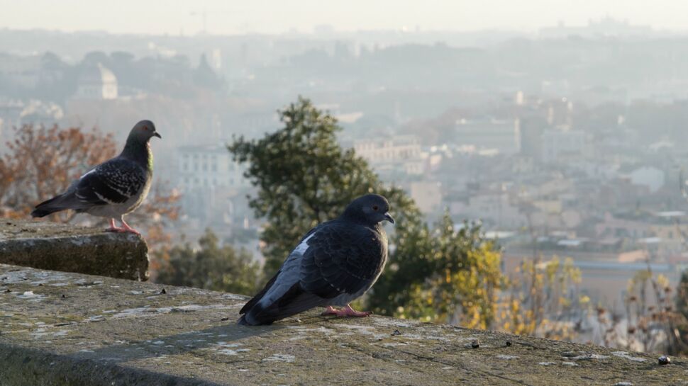 Les oiseaux : plus intelligents en ville qu’à la campagne ?