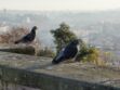 Les oiseaux : plus intelligents en ville qu’à la campagne ?
