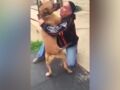 Vidéo – On lui vole son chien : leurs retrouvailles 4 ans après sont fantastiques