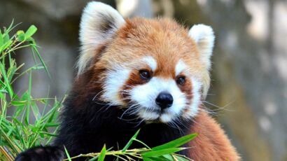 Un nouveau compagnon pour Yuan, le panda roux